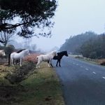 The New Forest is a unique destination, offering charm and natural beauty.