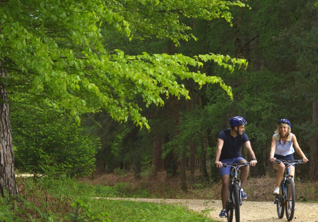 Cycling in the New Forest